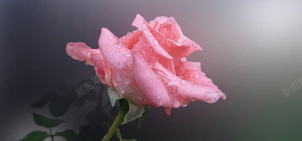带水珠的玫瑰jpg设计背景_88icon https://88icon.com 植物 玫瑰 背景 花朵 鲜花