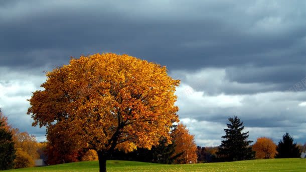秋天黄色枫树天空渲染背景