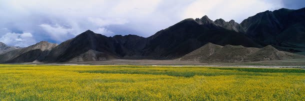 高山小黄花摄影背景背景