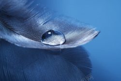 蓝色羽毛上的水滴图片羽毛上的水滴高清图片