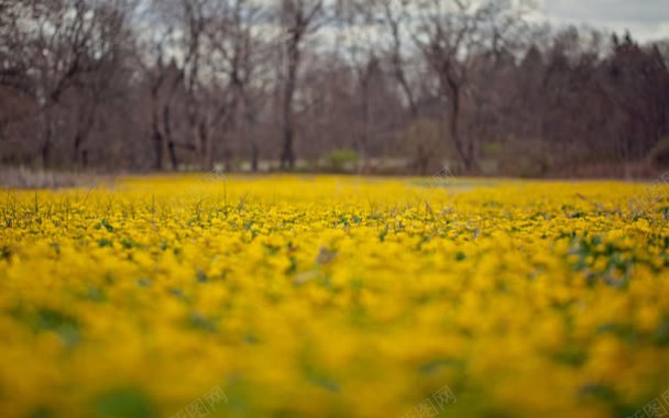 黄色菊花花海背景