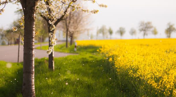 梦幻田野油菜花壁纸背景