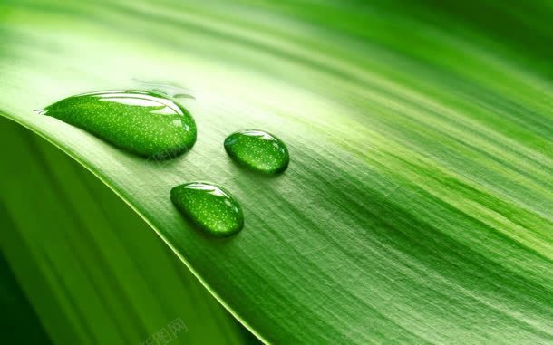 绿色树叶植物上的水珠jpg设计背景_88icon https://88icon.com 树叶 植物 水珠 绿色