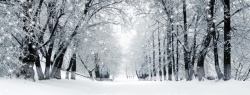下雪天雪景雪中树林海报banner背景高清图片