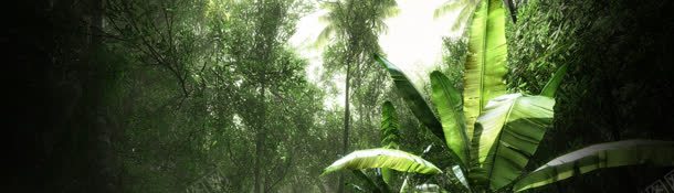 原始森林香蕉树风景banner壁纸jpg设计背景_88icon https://88icon.com 植物 素材 色彩 风景