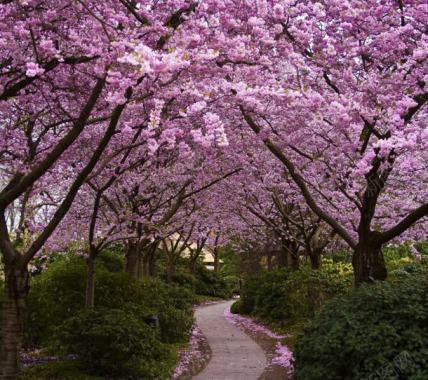 粉色桃花绿草悠长小路海报背景背景