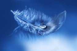 蓝色羽毛上的水滴图片蓝色羽毛上的水滴高清图片