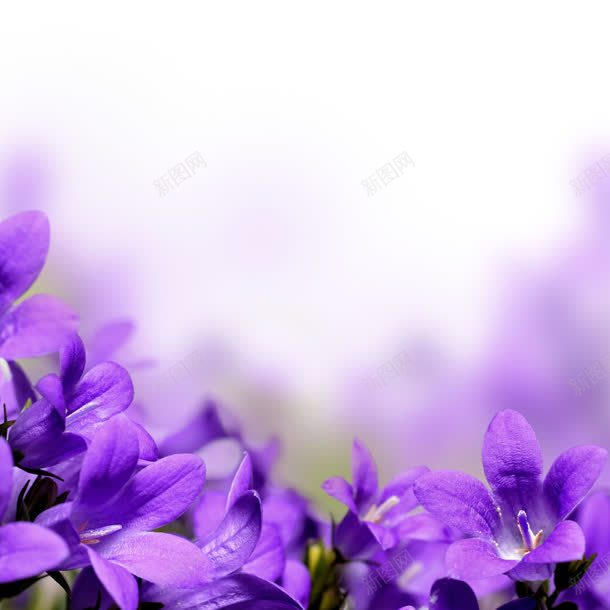 梦幻背景紫色鲜花jpg设计背景_88icon https://88icon.com 梦幻 紫色 背景 鲜花