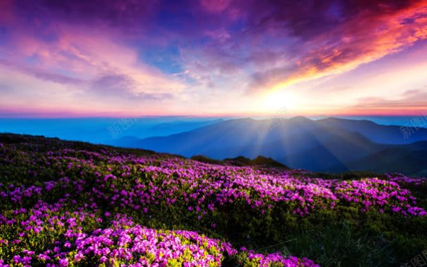 蓝天紫色天空粉色花朵背景