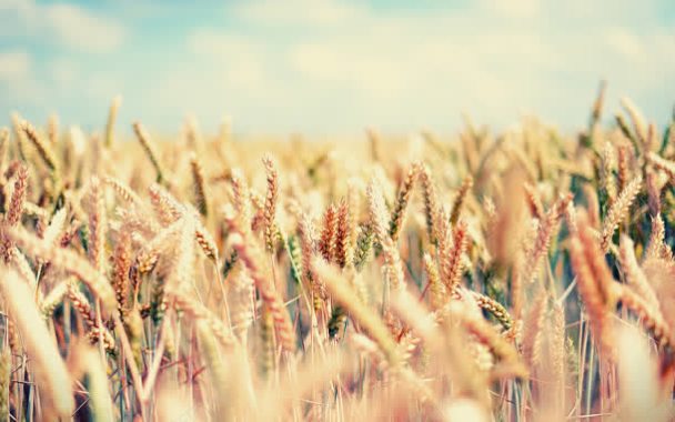 麦子成熟大图秋天背景