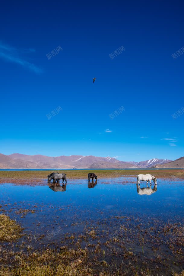 蓝色天空一望无际的沙漠jpg设计背景_88icon https://88icon.com 一望无际 天空 沙漠 蓝色