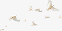 白色清新白鸽飞舞天空素材