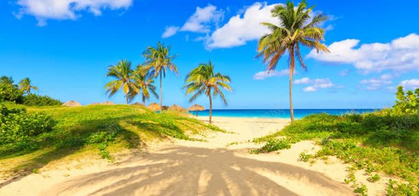 海边沙滩椰树背景背景