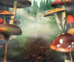 框子中的蘑菇森林中的蘑菇高清图片