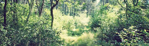 简约唯美树林风景个性bannerjpg设计背景_88icon https://88icon.com 植物 素材 色彩 风景