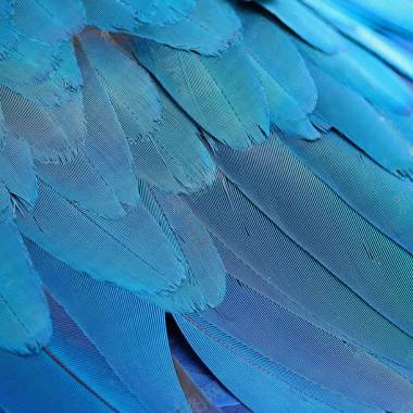 漂亮的蓝色羽毛背景