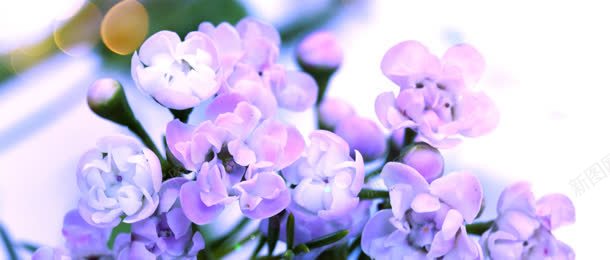 唯美的紫色花朵海报背景