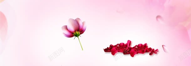 护肤品花瓣唯美背景bannerjpg设计背景_88icon https://88icon.com banner 唯美 护肤品 背景 花瓣