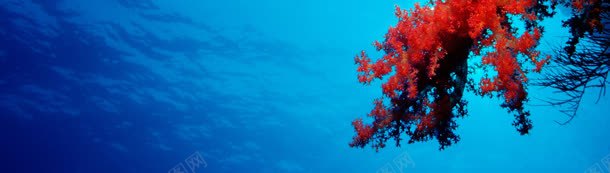 海底世界珊瑚摄影壁纸banner背景