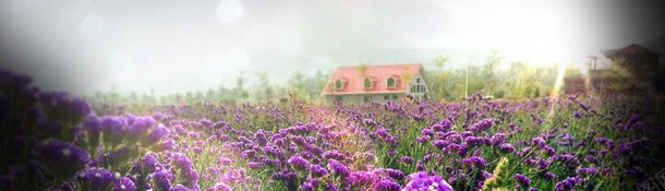 矢量鲜花唯美五彩炫酷bannerjpg设计背景_88icon https://88icon.com 植物 素材 色彩 风景