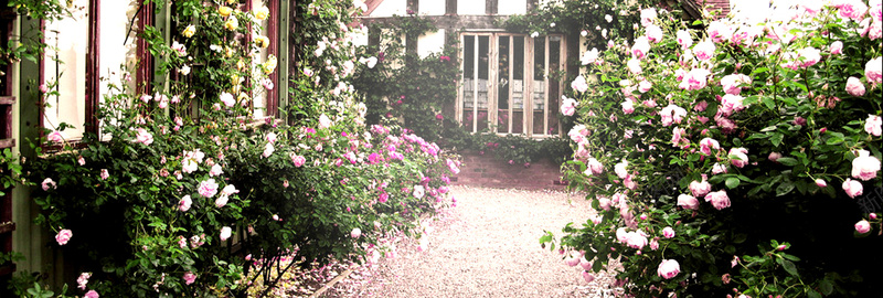 玫瑰花园浪漫背景背景