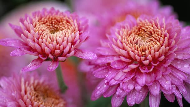 粉色菊花水珠植物背景