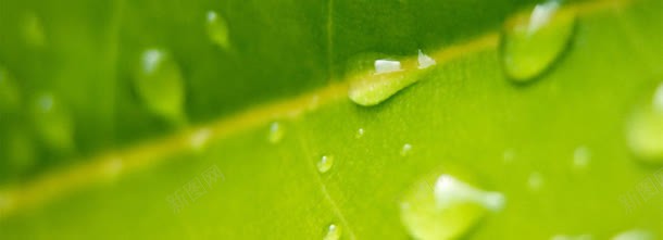 叶片上的水珠jpg设计背景_88icon https://88icon.com 叶片 水珠
