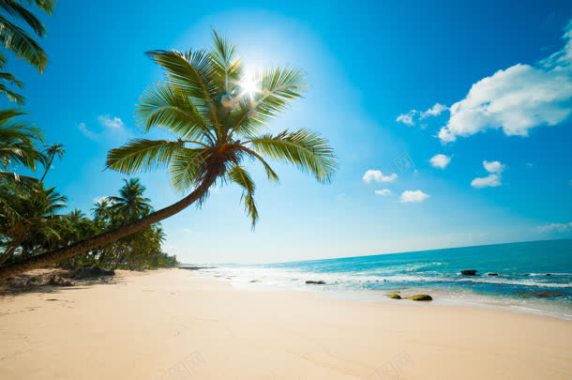 热带沙滩海洋椰子树背景