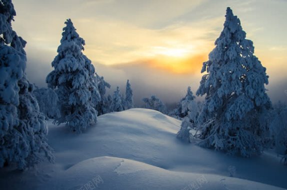 夕阳下的雪地小树背景