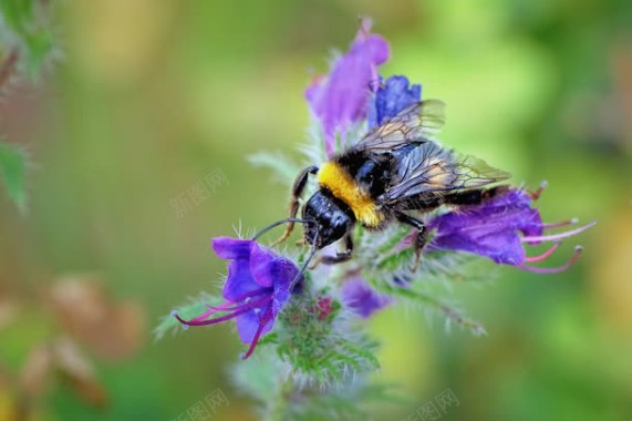 紫色花朵蜜蜂采蜜背景