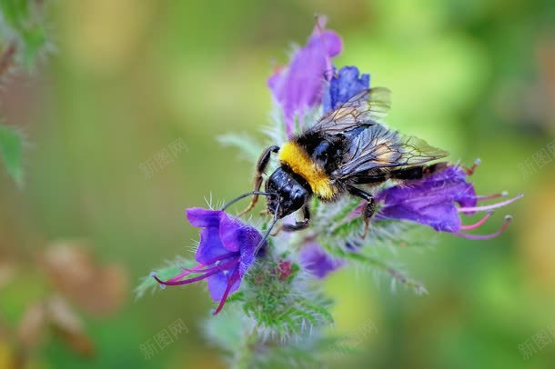 紫色花朵蜜蜂采蜜jpg设计背景_88icon https://88icon.com 紫色 花朵 蜜蜂