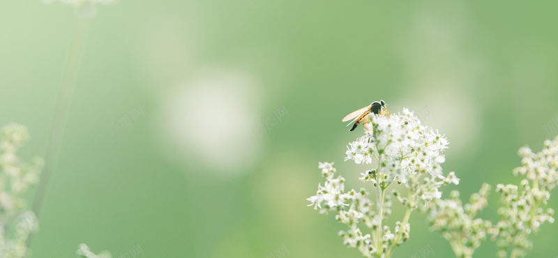 风景摄影蜜蜂落在花枝上jpg_88icon https://88icon.com 摄影 植物 海报banner 自然 花 蜜蜂 采蜜 风景