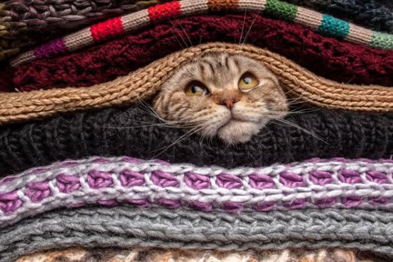 毛衣里的小猫背景