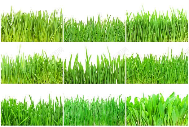 绿色植物摄影jpg设计背景_88icon https://88icon.com 其它类别 图片素材 植物 绿色 绿色植物摄影图片 绿色植物摄影图片素材下载 绿草 背景花边 花草树木 草地