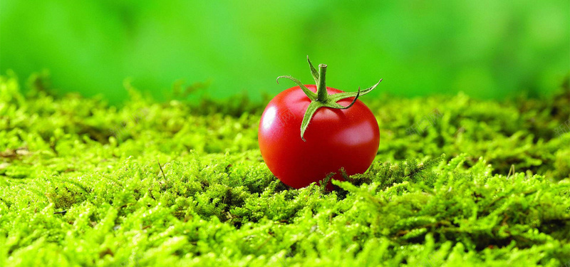 清新文艺绿草地食品食物西红柿背景摄影图片