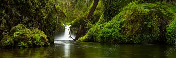 湖水植物森林原始背景