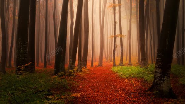 秋季红树林景象壁纸背景