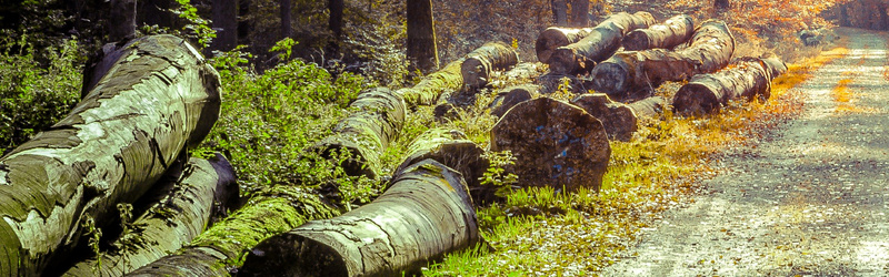 秋天木头背景jpg_88icon https://88icon.com 摄影 木头 海报banner 落叶 风景