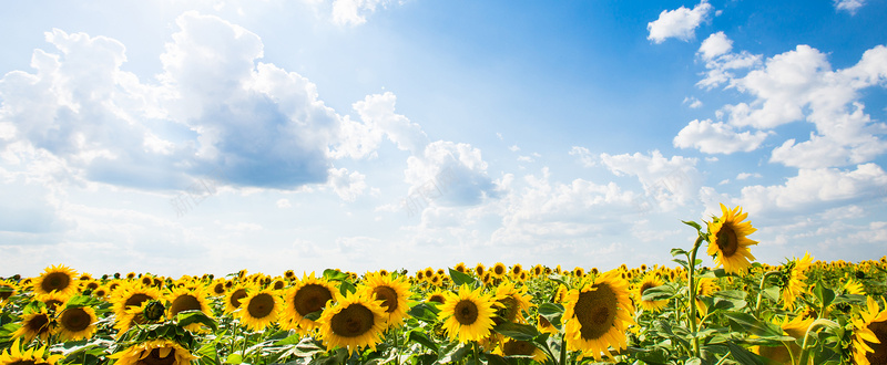 向日葵花海背景jpg_88icon https://88icon.com 向日葵 向日葵花海背景 摄影 海报banner 蓝天白云 风景