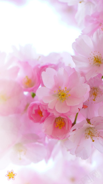 春天赏花季H5粉色鲜花海报背景psd背景