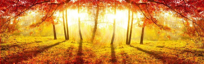 日出枫树林背景摄影图片