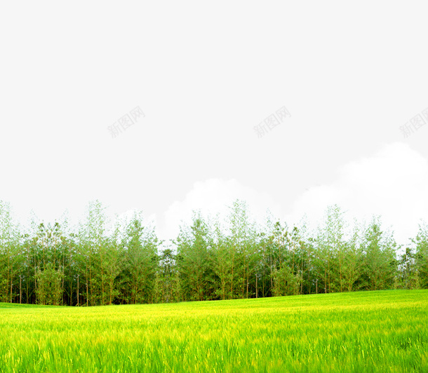 绿色草地树林psd设计背景_88icon https://88icon.com 树林 绿色 草地