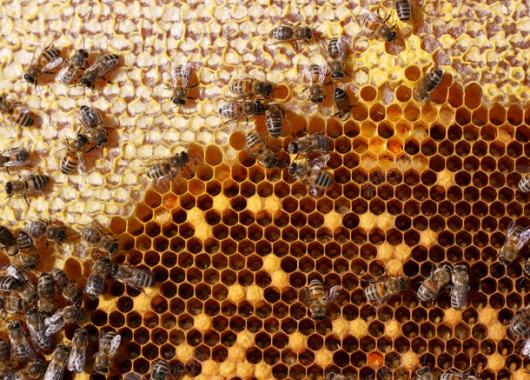正在蜂窝上忙碌的蜜蜂背景