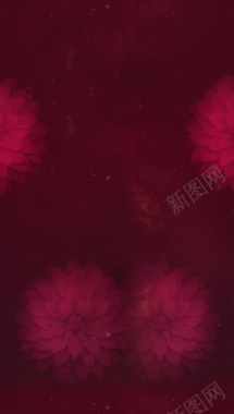 玫红半菊底图背景