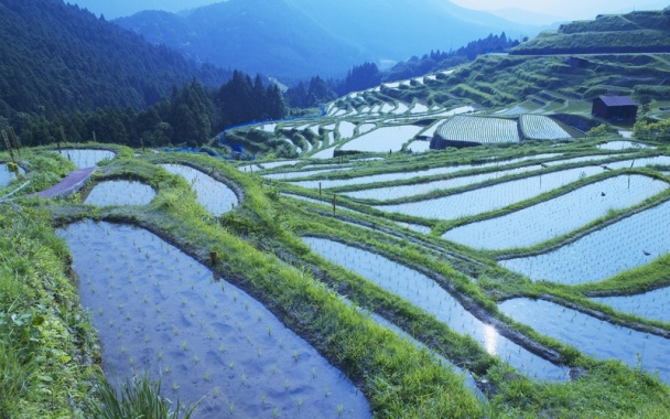 元阳田野背景