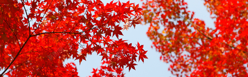 红色枫叶摄影图片