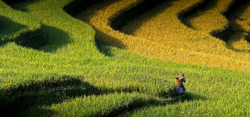 梯田背景图jpg设计背景_88icon https://88icon.com 梯田 水稻 海报banner 绿色 背影 黄色