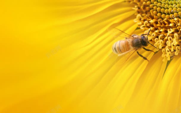 黄色花朵蜜蜂采蜜背景