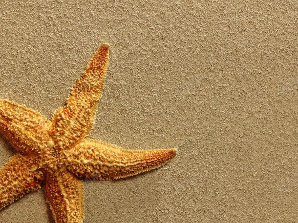 沙滩上的海星jpg设计背景_88icon https://88icon.com 其它类别 图片素材 沙子 沙滩 沙滩上的海星图片 沙滩上的海星图片素材下载 海星 海生物 背景花边