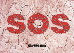 地裂海报地裂效果SOS保护动物背景高清图片